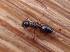Camponotus fallax