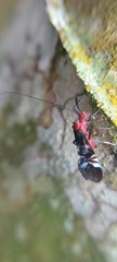 Thyrsophorinae