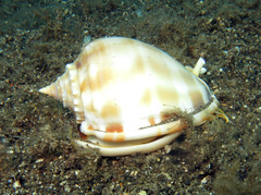Phalium bandatum