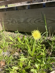 Pyrrhopappus carolinianus
