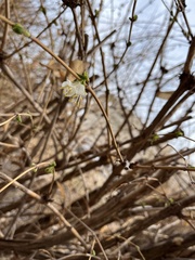 Lonicera fragrantissima