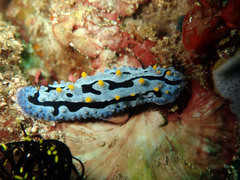 Phyllidia coelestis