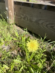 Pyrrhopappus carolinianus