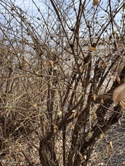 Lonicera fragrantissima