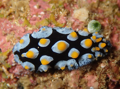 Phyllidia picta