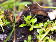 Callitriche aucklandica