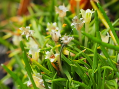 Colobanthus apetalus