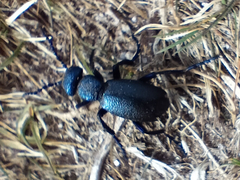 Meloe proscarabaeus