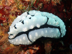 Phyllidiopsis shireenae