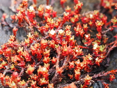 Crassula moschata