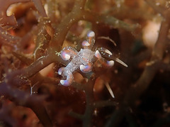 Phyllodesmium poindimiei