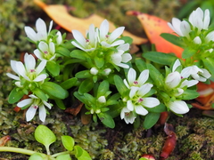 Gentianella cerina