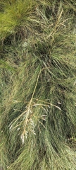 Eragrostis chloromelas