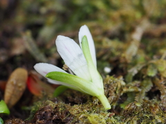 Gentianella cerina
