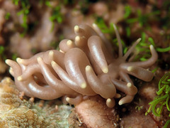 Phyllodesmium briareum