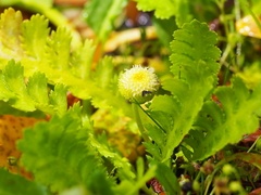 Leptinella potentillina