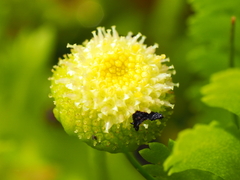 Leptinella potentillina