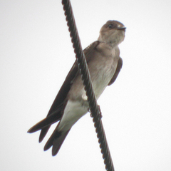 Stelgidopteryx serripennis ridgwayi