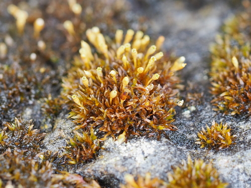 Orthotrichum crassifolium observed 2023-01-11