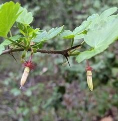 Ribes californicum