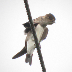 Stelgidopteryx serripennis ridgwayi