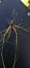 Eragrostis chloromelas