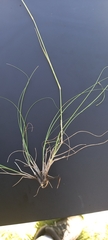 Eragrostis chloromelas