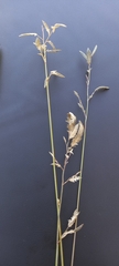 Eragrostis racemosa