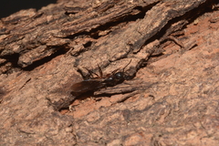 Dolichoderus diversus