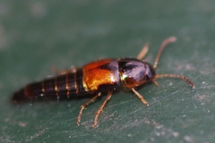 Tachyporus hypnorum