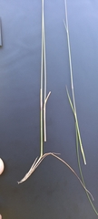 Eragrostis racemosa