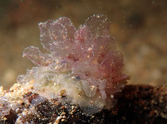 Polybranchia orientalis