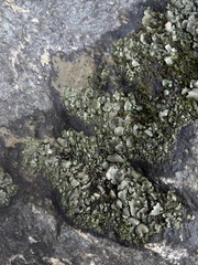 Dermatocarpon luridum