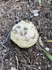 Agaricus deserticola