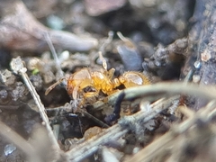 Solenopsis fugax