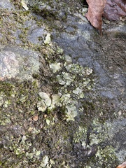 Dermatocarpon luridum