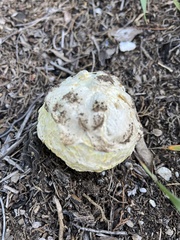 Agaricus deserticola