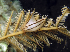 Pterelectroma physoides