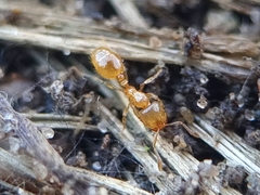 Solenopsis fugax