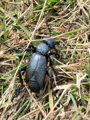 Meloe proscarabaeus