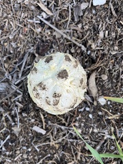 Agaricus deserticola