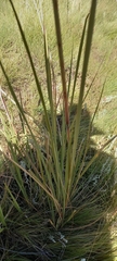 Miscanthus ecklonii