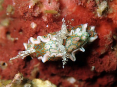 Sagaminopteron psychedelicum