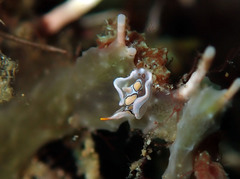 Sagaminopteron psychedelicum