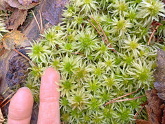 Sphagnum riparium