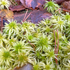 Sphagnum riparium