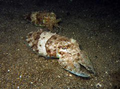 Sepia aculeata