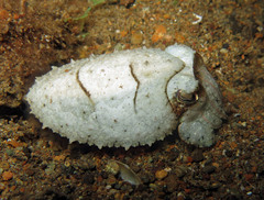 Sepia aculeata