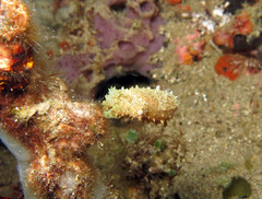 Sepia bandensis