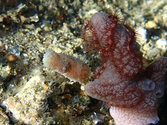 Sepia bandensis